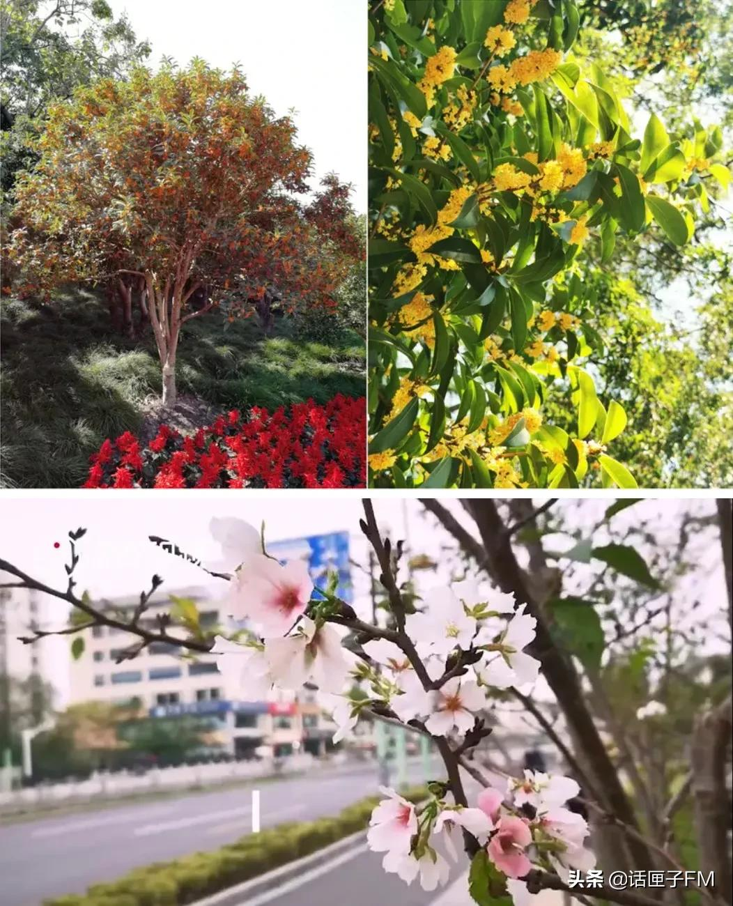 春夏咻冬?你要的上海的秋天来了!赶紧起床秋游去