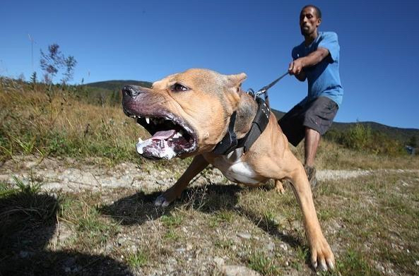 太危险了！浙江一比特犬疯狂撕咬边牧，有多危险？被咬了怎么办？