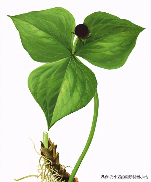 走进森林中的中医药——解密神农架的珍贵中药材