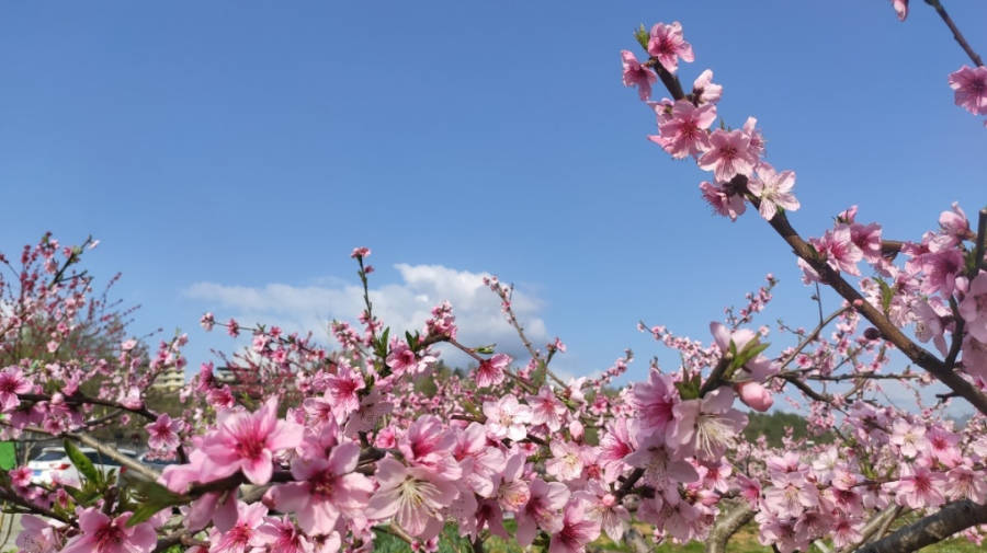 清明节去哪玩？重庆这些地方值得去踏青
