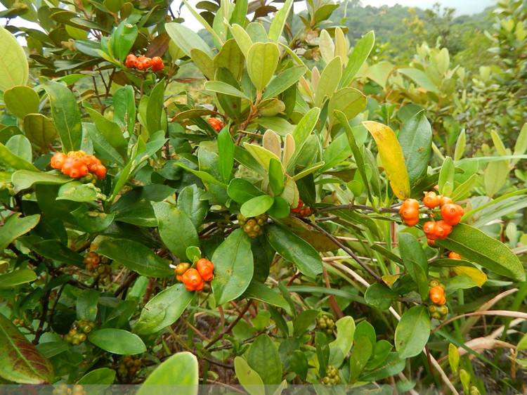 冬,春季采挖,洗净泥土,除去须根,晒至6～7成干,用木糙轻轻捶扁,晒干