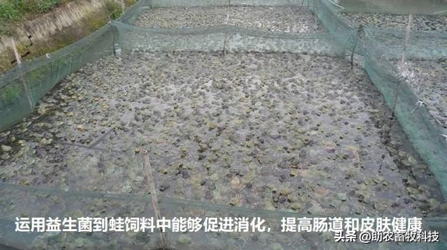 å…»è›™ç—…å¤šè‡-å‘3çŽˉä¿é—®é￠˜è¿™æ ·åšè½»æ˜“å°±è§￡å†3äo†ï¼Œä¸éœ€å¤§è®¾æ–½æŠ•å…￥æˆæœ¬ä½Ž