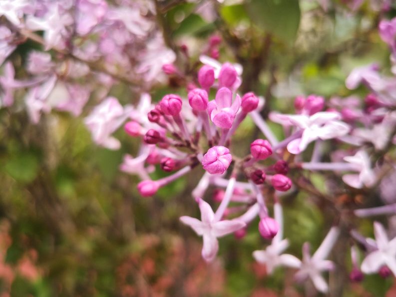 花木古韵丨徜徉花海，醉卧听雨，不知归去来兮