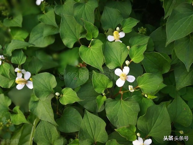 �����ɫ�ˣ��Ĵ��˵���������˵ı�̬����������ʺ�����ʳ��