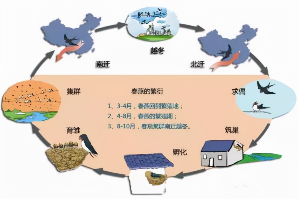 春天来了有什么变化,燕子一年四季的变化