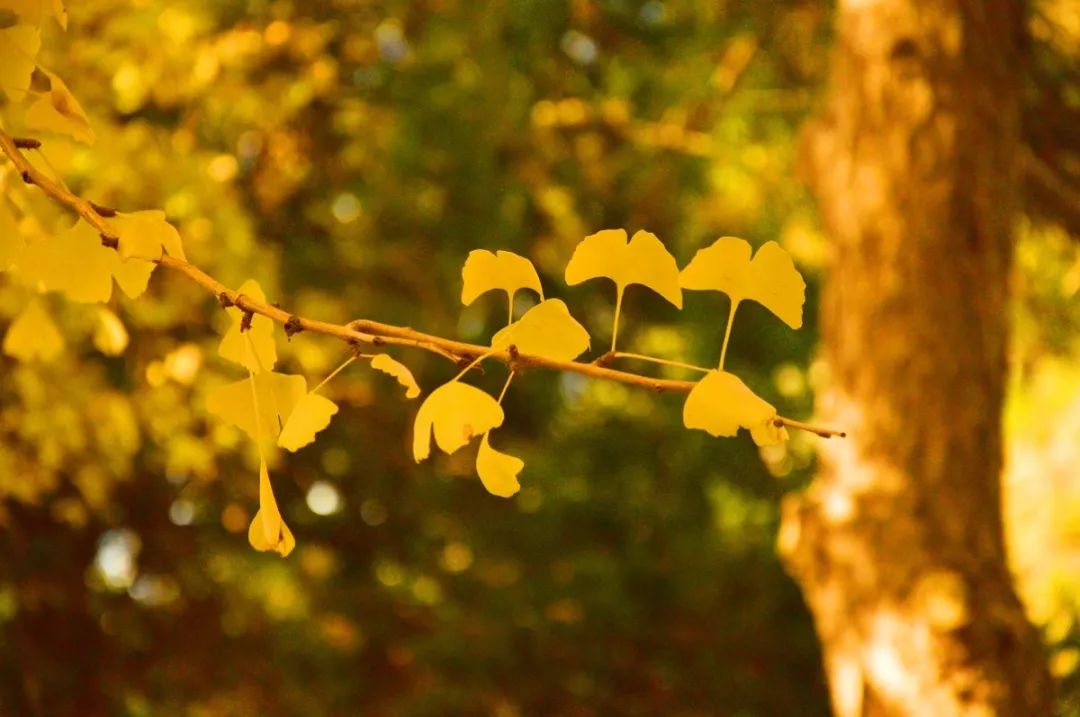 银杏黄了！重庆主城赏银杏好去处大盘点！公交轻轨直达