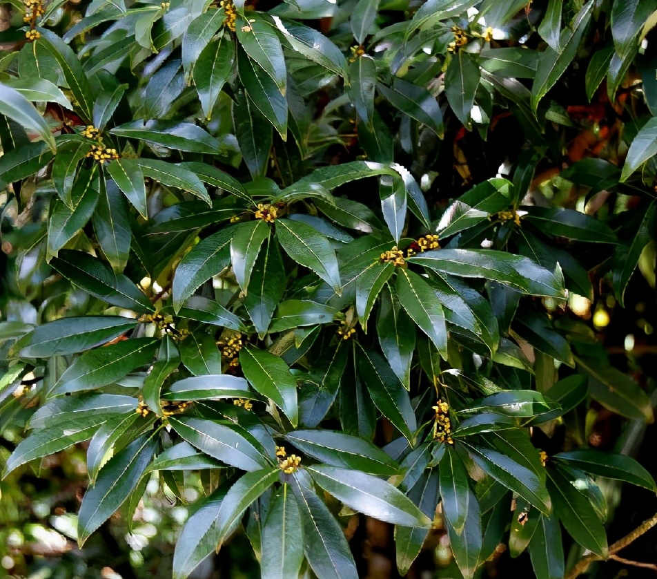 一,特性老鹰茶对应的树木名为毛豹皮樟,它是一种常绿乔木,可长到8-15