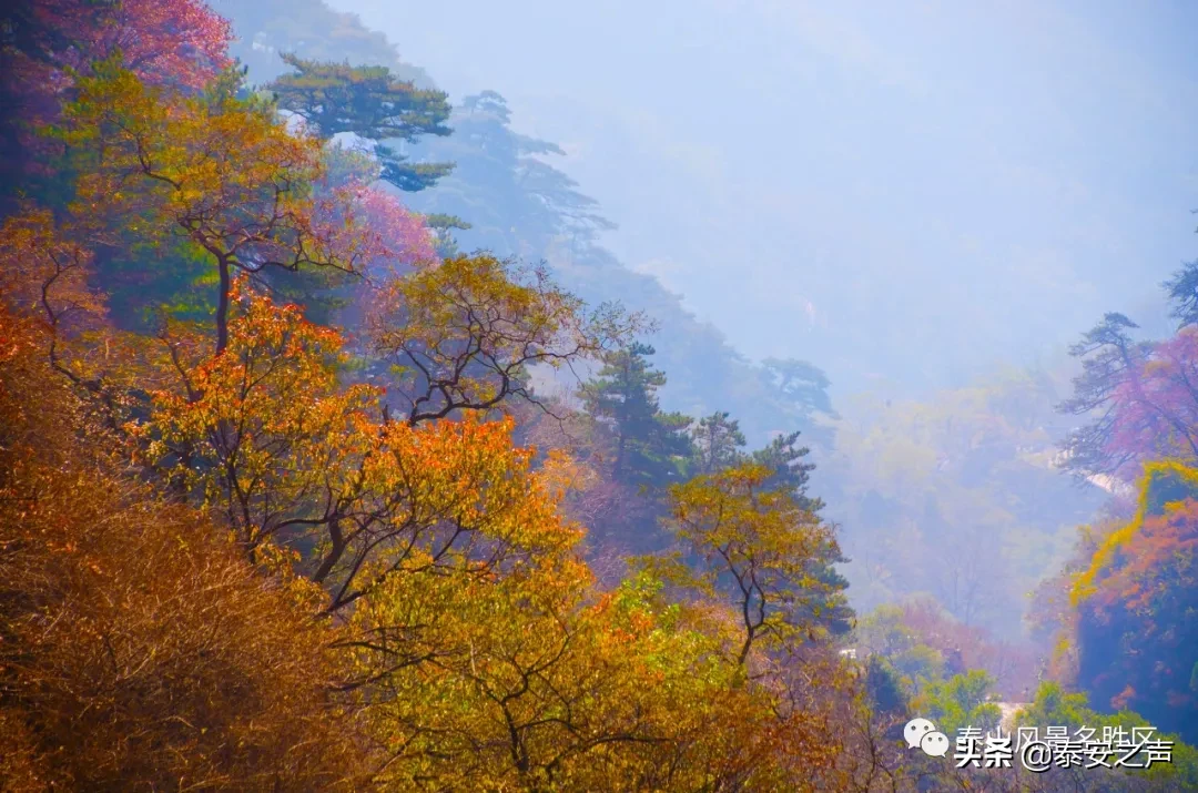 深秋泰山：一年好景君须记，最是橙黄橘绿时