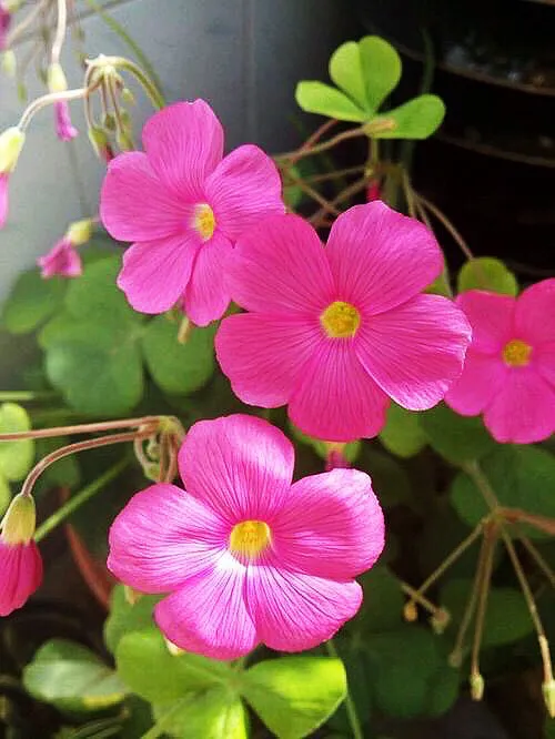 红花酢浆草是什么植物（红花酢浆草的生长环境）