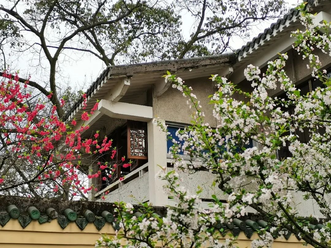 清明节去哪玩？重庆这些地方值得去踏青