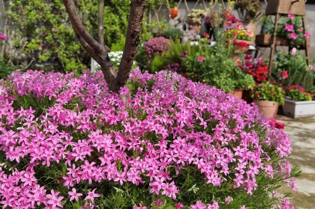 海妈花园访问｜想种花没地方？重庆小学老师在学校楼顶造了座花园