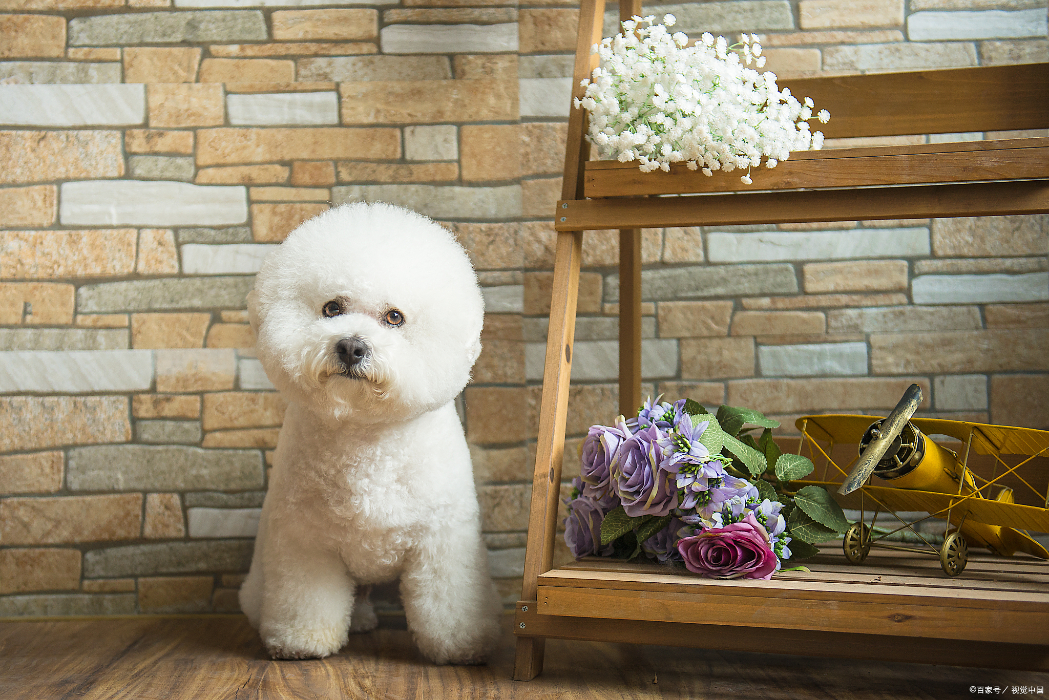 女生为什么不能养比熊(博美)