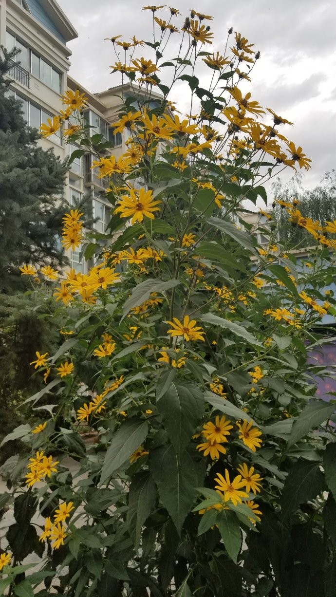 它的正式中名叫菊芋,是菊科向日葵屬植物,別名還有鬼子姜,番羌,洋羌