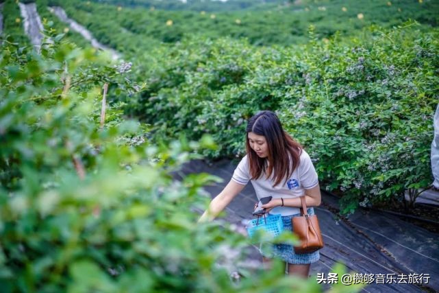 蓝莓成熟啦！彭山“蓝胖子”，“莓”你不行