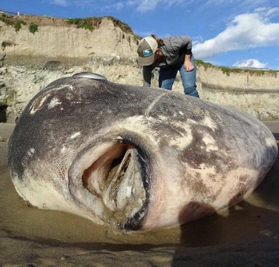 翻车鱼一次产卵3亿枚,为啥是易危生物?被海狮啃食都不跑