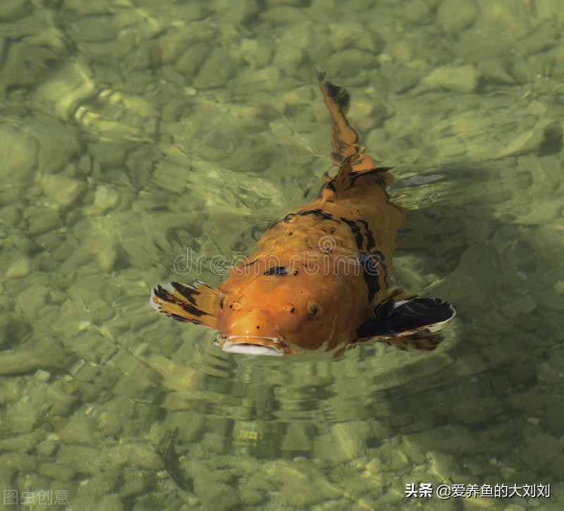養魚養幾條好?,養魚養幾條好?清道夫算數嗎