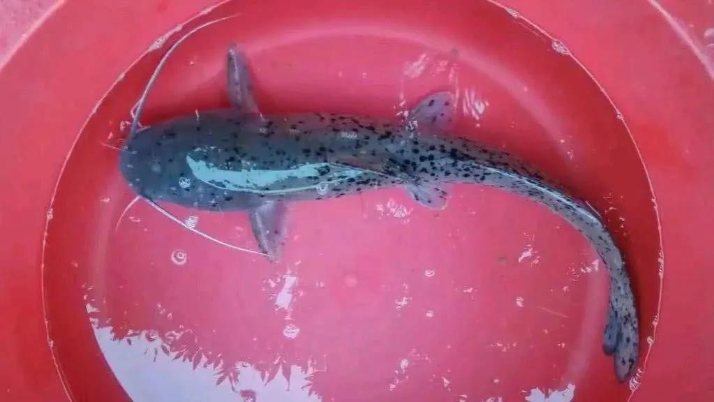 芝麻劍魚,