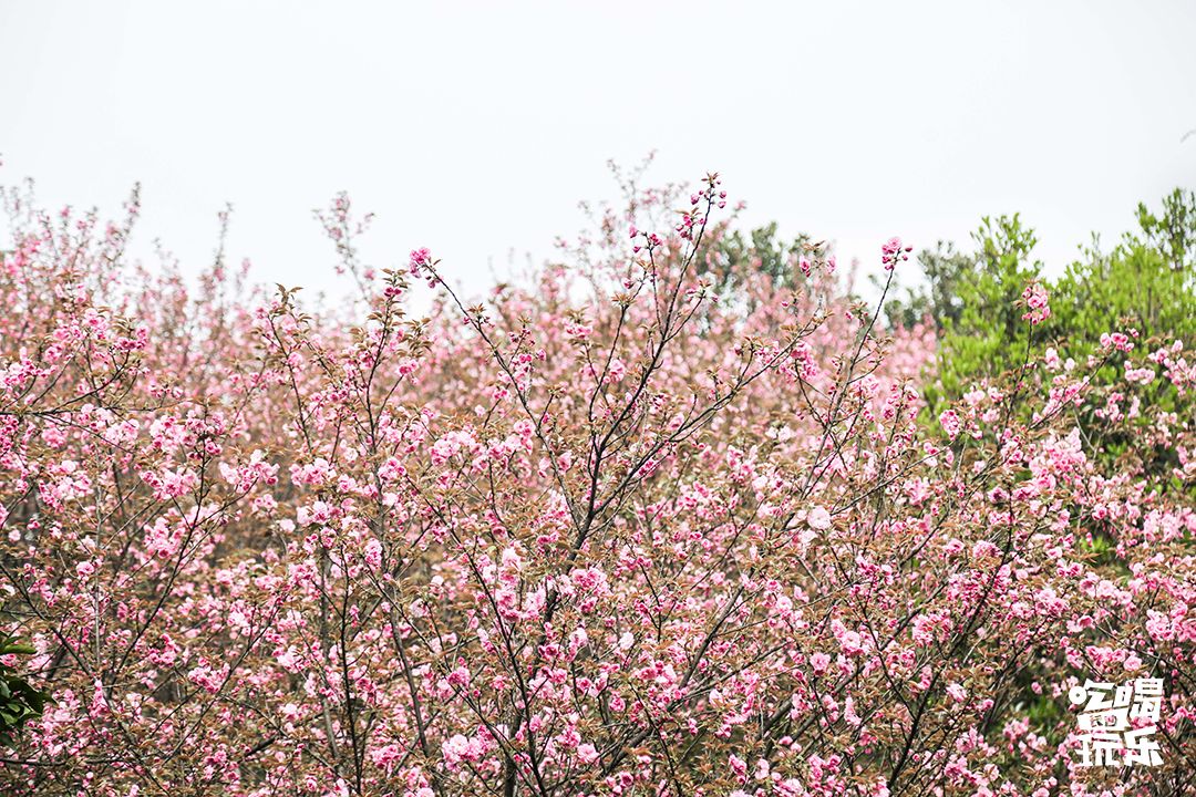 长大，不说再见！