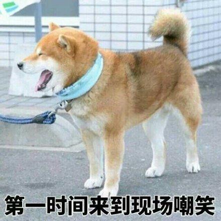 小柴犬的表情包来个热吻吗？宝贝儿