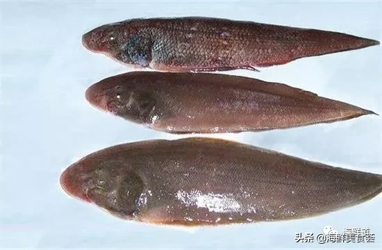 市场常见的102种海鲜，肉质鲜美，营养丰富，你们吃过几种？