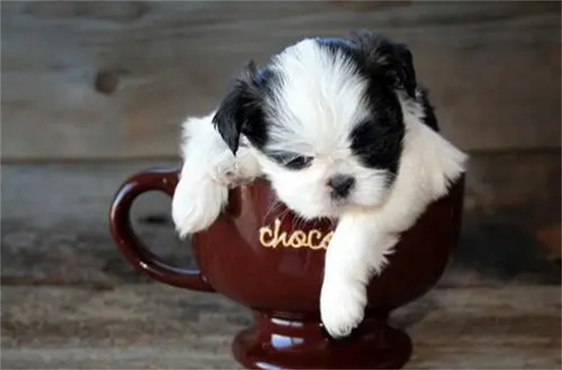 一只茶杯犬大概多少钱(畸形的“人造狗”茶杯犬，卖到1万多美金一只，它们是怎么来的？)