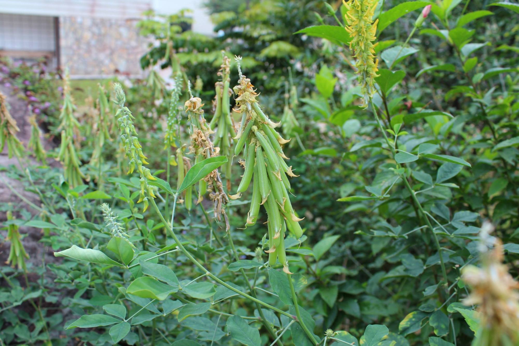 猪屎豆是什么（样子像极了花生但价格却是其数倍）