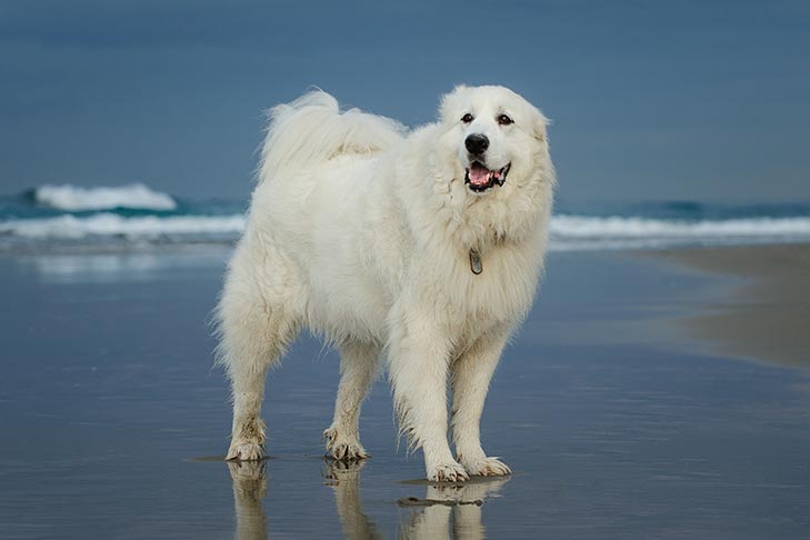 尋根問祖系列 112 大白熊犬 Great Pyrenees 天天看點