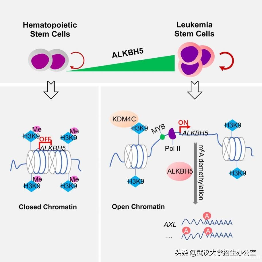 最新消息！中国科学家在白血病治疗中再获重要进展，引起国际关注！