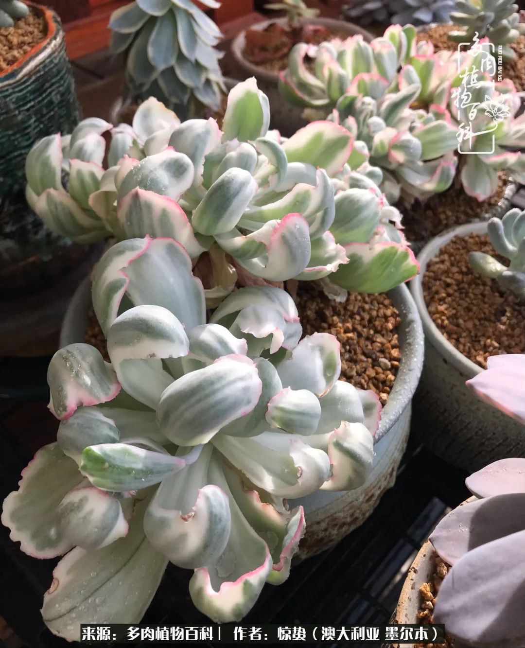 2005年出生属鸡人2021年运势女性 16岁生肖鸡女在2021年运气如何_达一