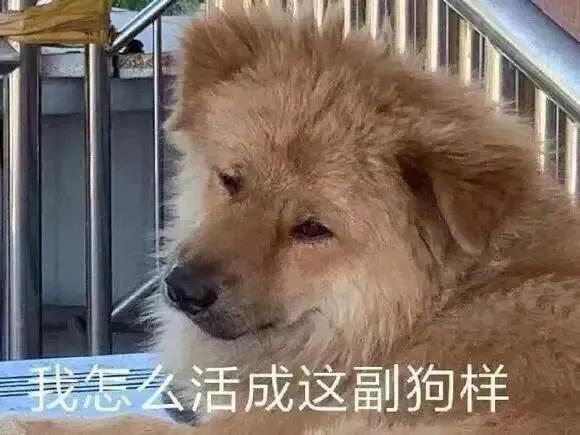 雕表情包 我是一个没有感情的小猪头