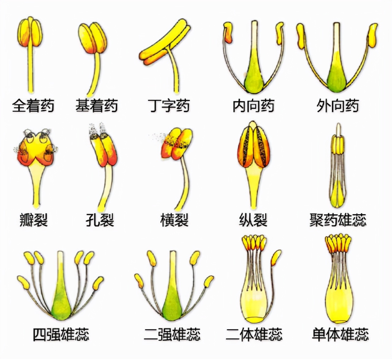 花的基本结构简图（教科书般的植物形态图解）