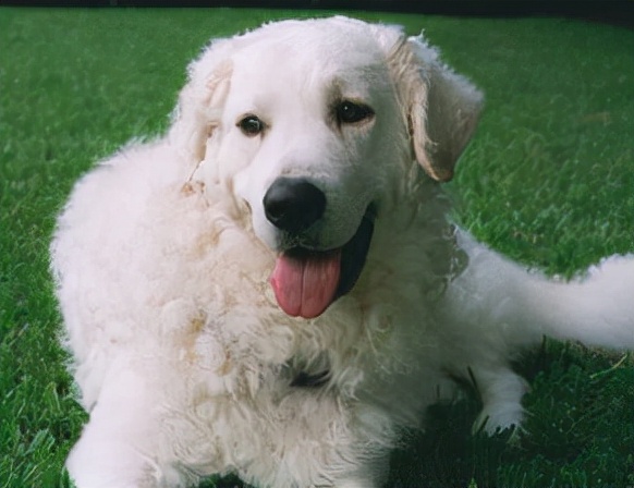 萨路基猎犬苏格兰猎鹿犬藏獒卡斯罗犬圣伯纳犬巨型雪纳瑞克蒙多犬除此