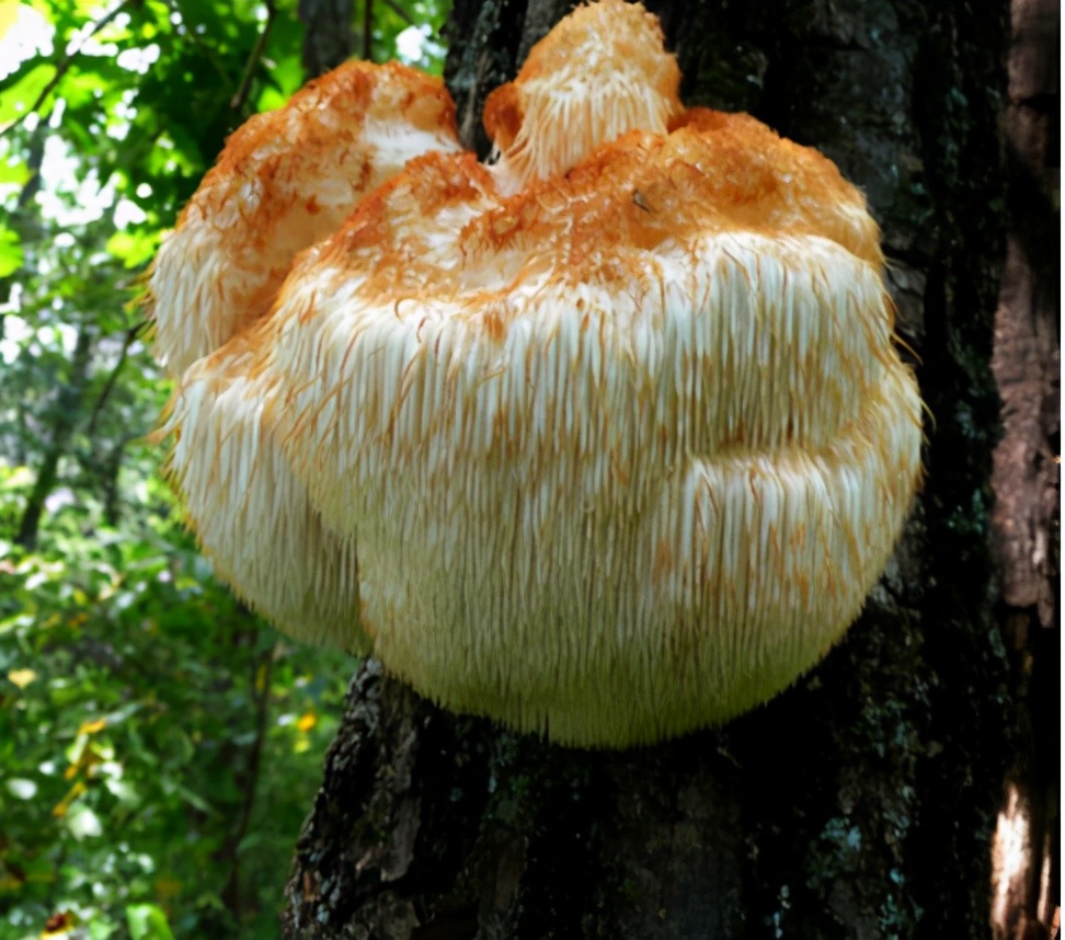 猴头菇在我国的分布还是比较广的,它主要是生长在海拔3000米以上的