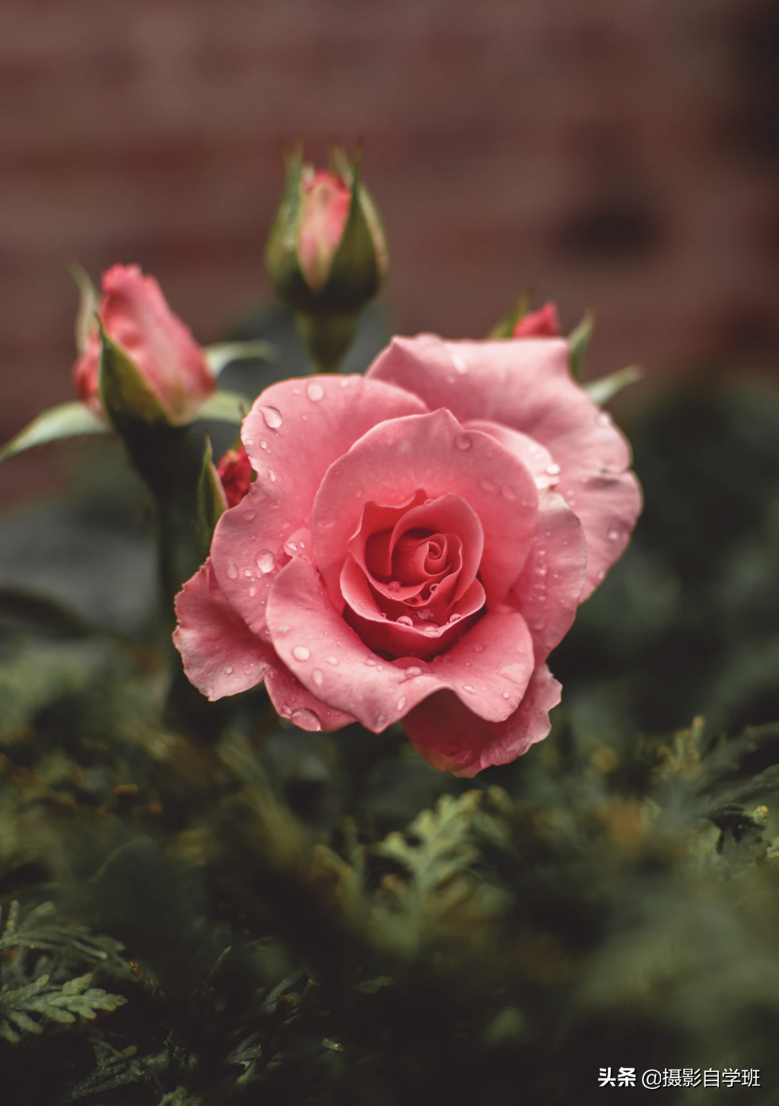 玫瑰花图片真实照片(荷花玫瑰花和野花) - 赤虎壹号