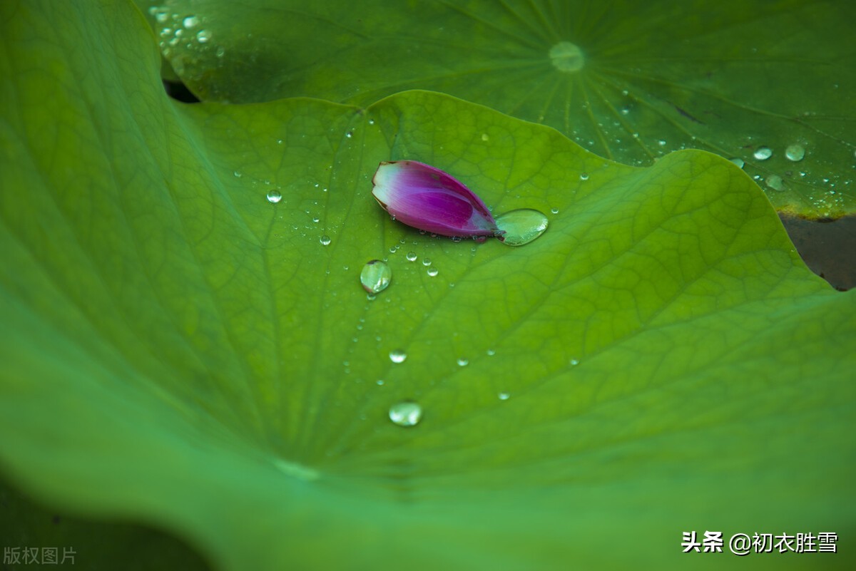 早秋唯美荷露四首：秋荷一滴露，荡漾圆复碎