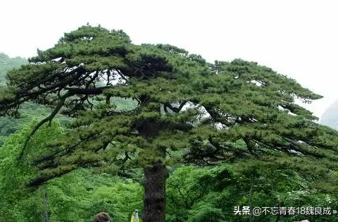 【原创首发】晨雾朦胧锁群山，仙境飘渺如梦幻