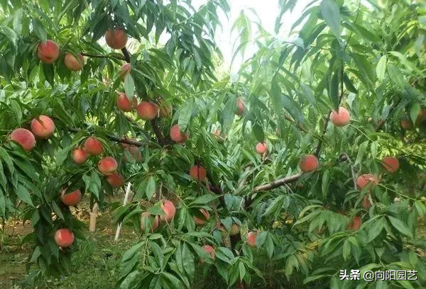 门前种什么树风水最好（家门口栽这5种树镇宅又旺财）