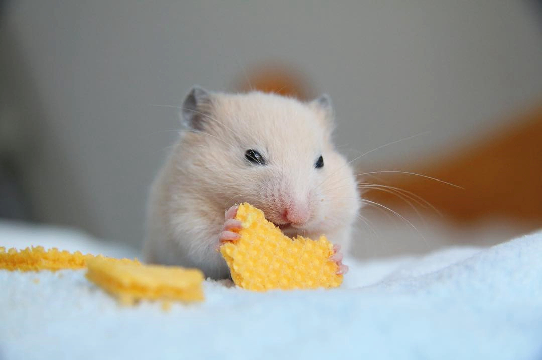日常生活中,我们还可以喂这些零食给仓鼠吃