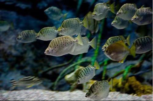 蝙蝠鲳和黄鳍鲳的胆子都不大,初期入缸很容易造成心理压抑,它们在极度