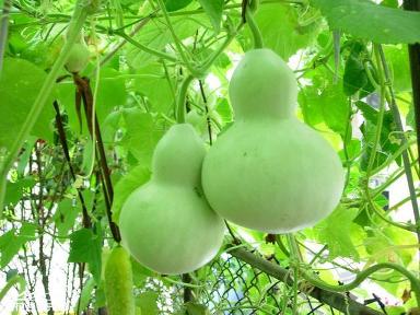 葫芦什么时候种最好(注意这两个要点就能养好葫芦)