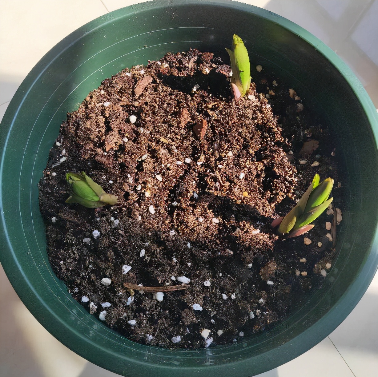 百合怎么养花期更长（盆栽百合花的种植技巧）