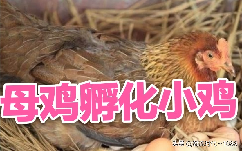 孵化小鸡(怎么孵化小鸡)