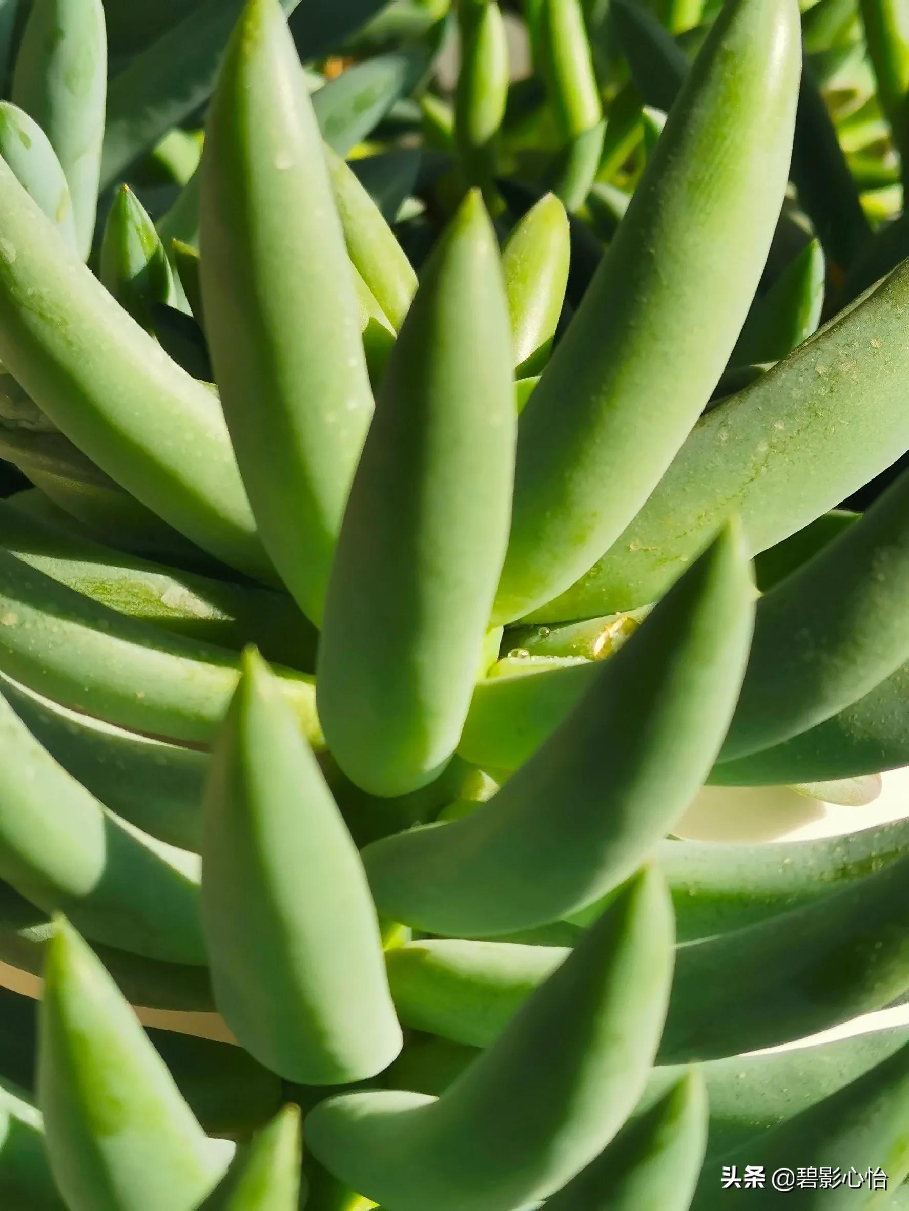 多肉植物千佛手怎么养忌讳什么「记得收藏」-骁龙网