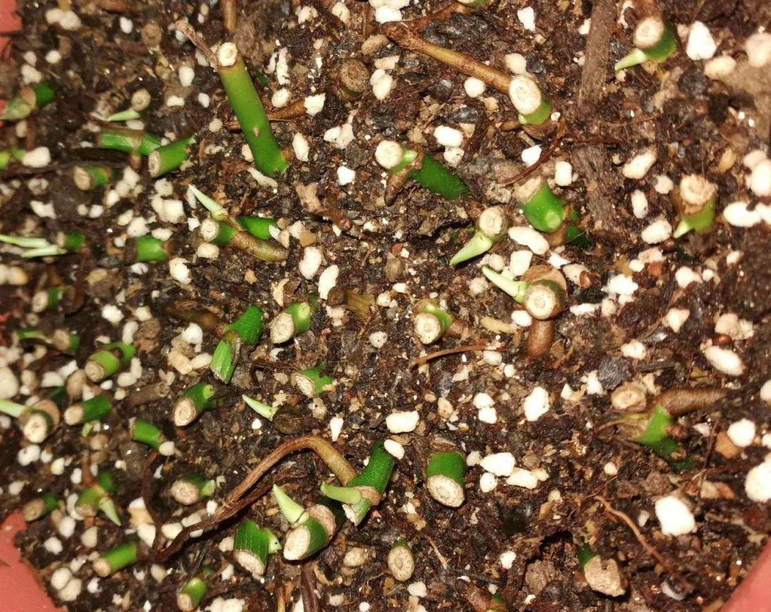 3个方法帮绿萝"繁殖",生根发芽全到位,成活率提高不少!