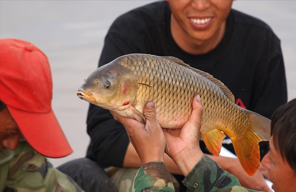 "三道鳞"侵入黄河!1984年引入中国,纯种鲤鱼已"凤毛麟角"?