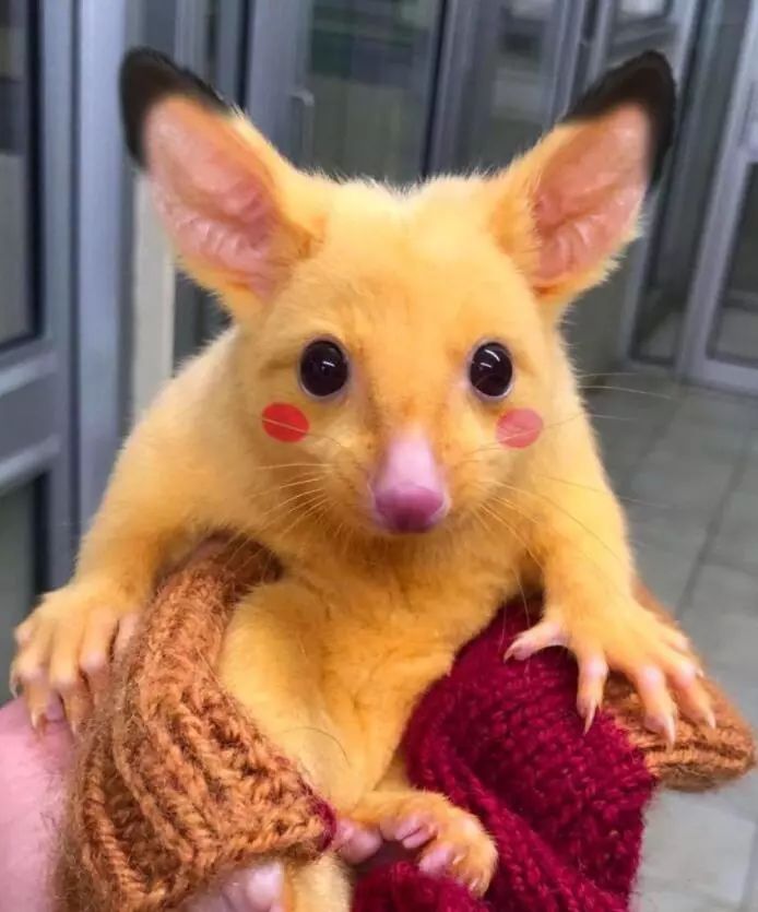 皮卡丘是什么动物(火爆网络) - 百百科