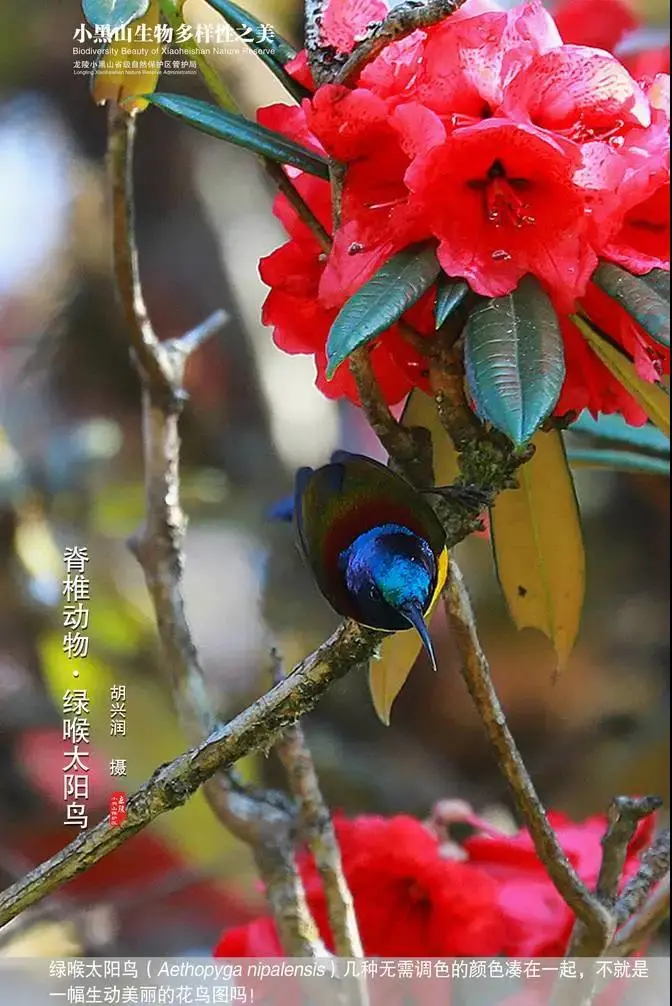 惊艳!生物多样的保山,美到你无法想象