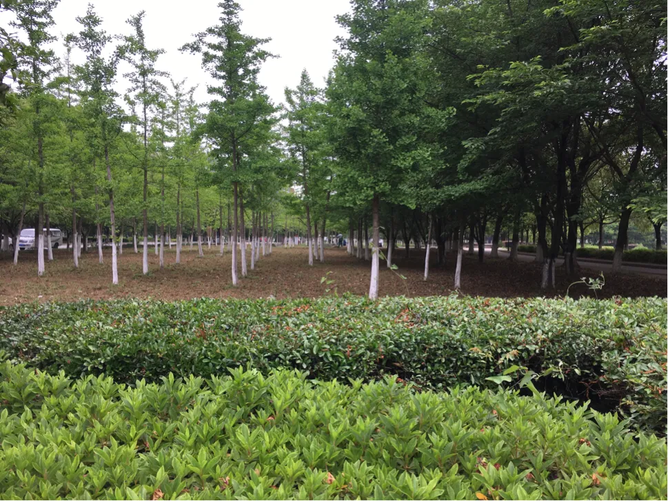 颜值这么高，是哪所高校呢？苏州大学独墅湖校区正在越变越美