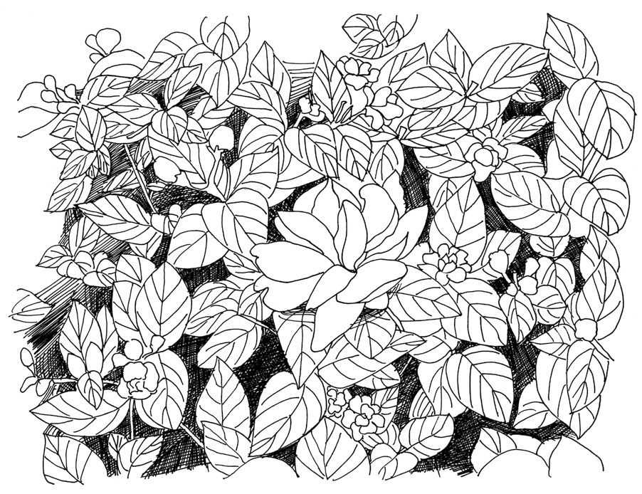 零基础钢笔画教程:分步骤讲解茉莉钢笔画画法,简单易学,快临摹