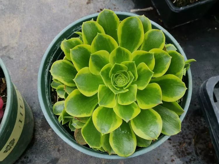 法师新品:青翠欲滴"檬"动我心,青檬法师育繁记